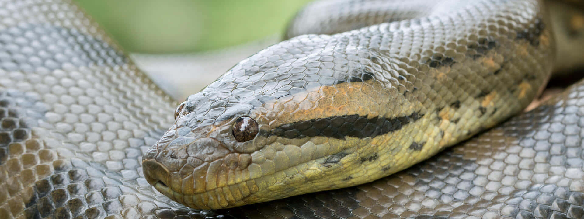 anaconda, large anaconda, head, Full HD Desktop Wallpaper