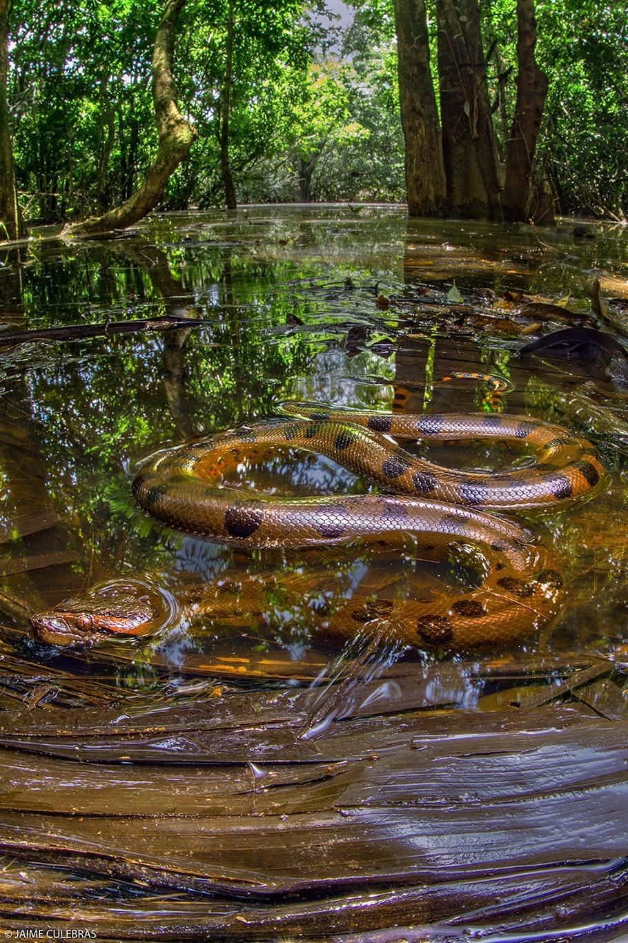 anaconda, jungle water, lush green trees, HD Phone Wallpaper