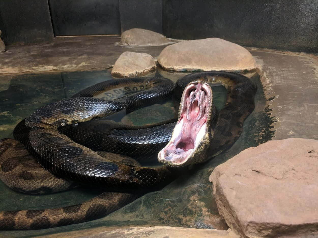 Anaconda, dark snake, shallow water, SD Desktop Wallpaper