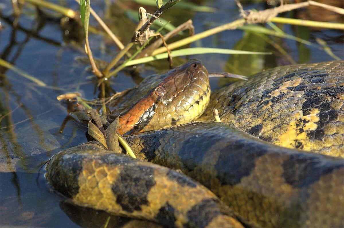 Anaconda, yellow and black scales, murky water, SD Desktop Wallpaper