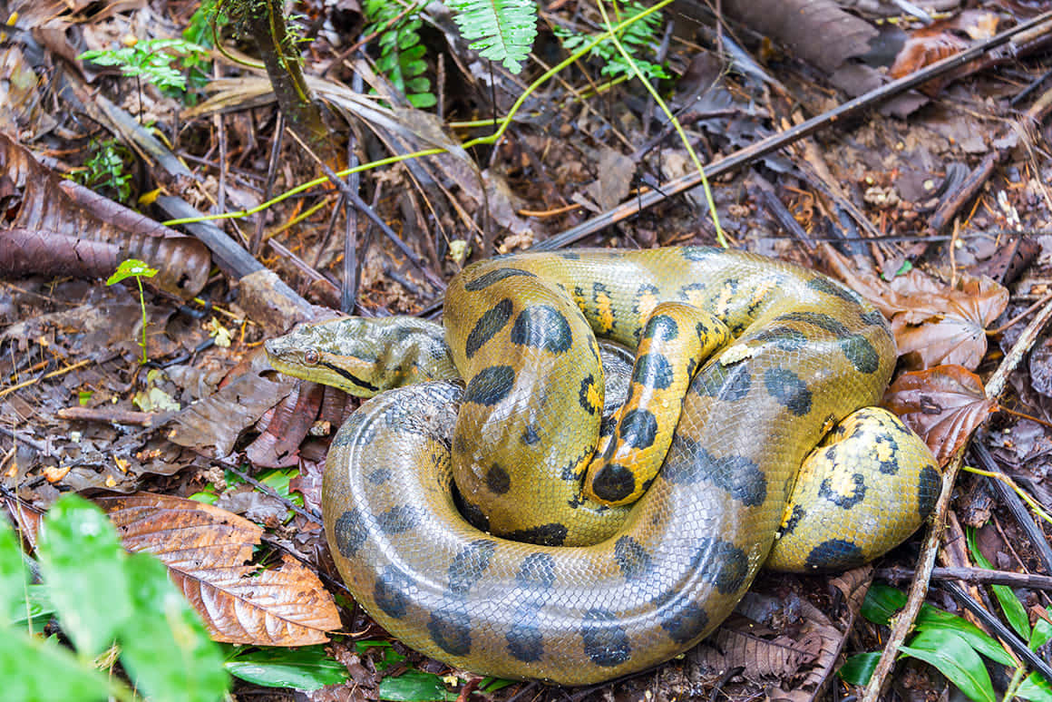 green anaconda, forest floor, fallen leaves, SD Desktop Wallpaper
