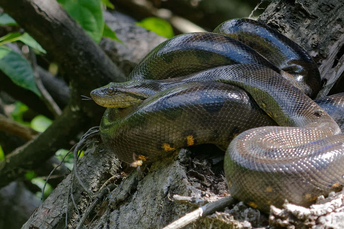 green anaconda, tree branch, mossy tree trunk, SD Desktop Wallpaper