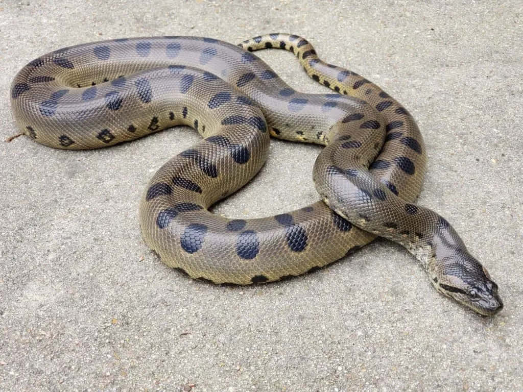 Anaconda, concrete, dark spots, SD Desktop Wallpaper