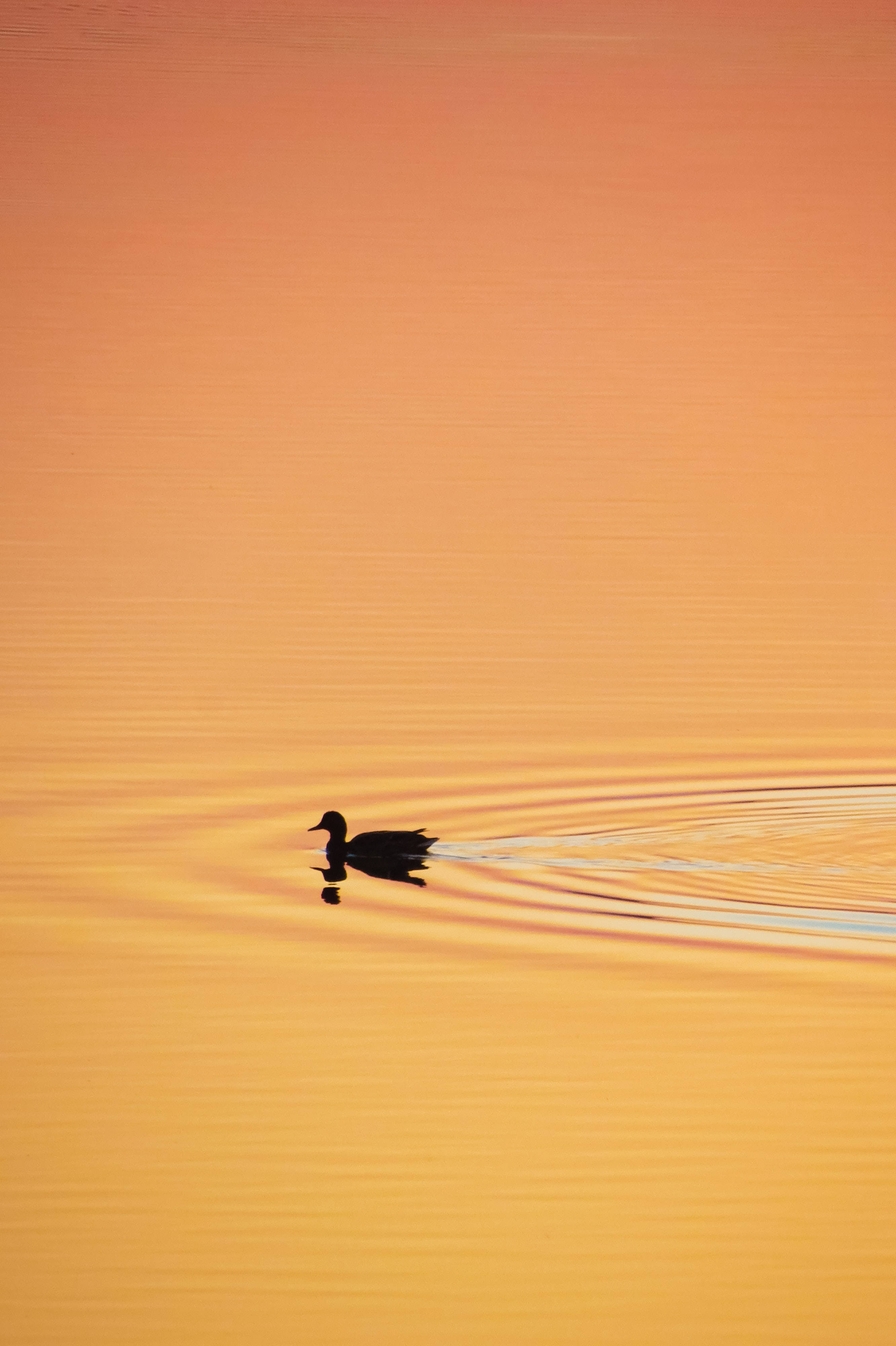 Anaheim Ducks, sunset, calm lake, 4K Phone Wallpaper