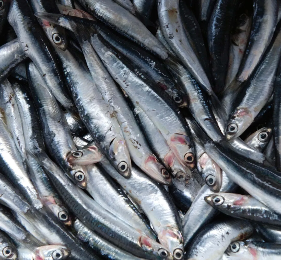 Anchovies