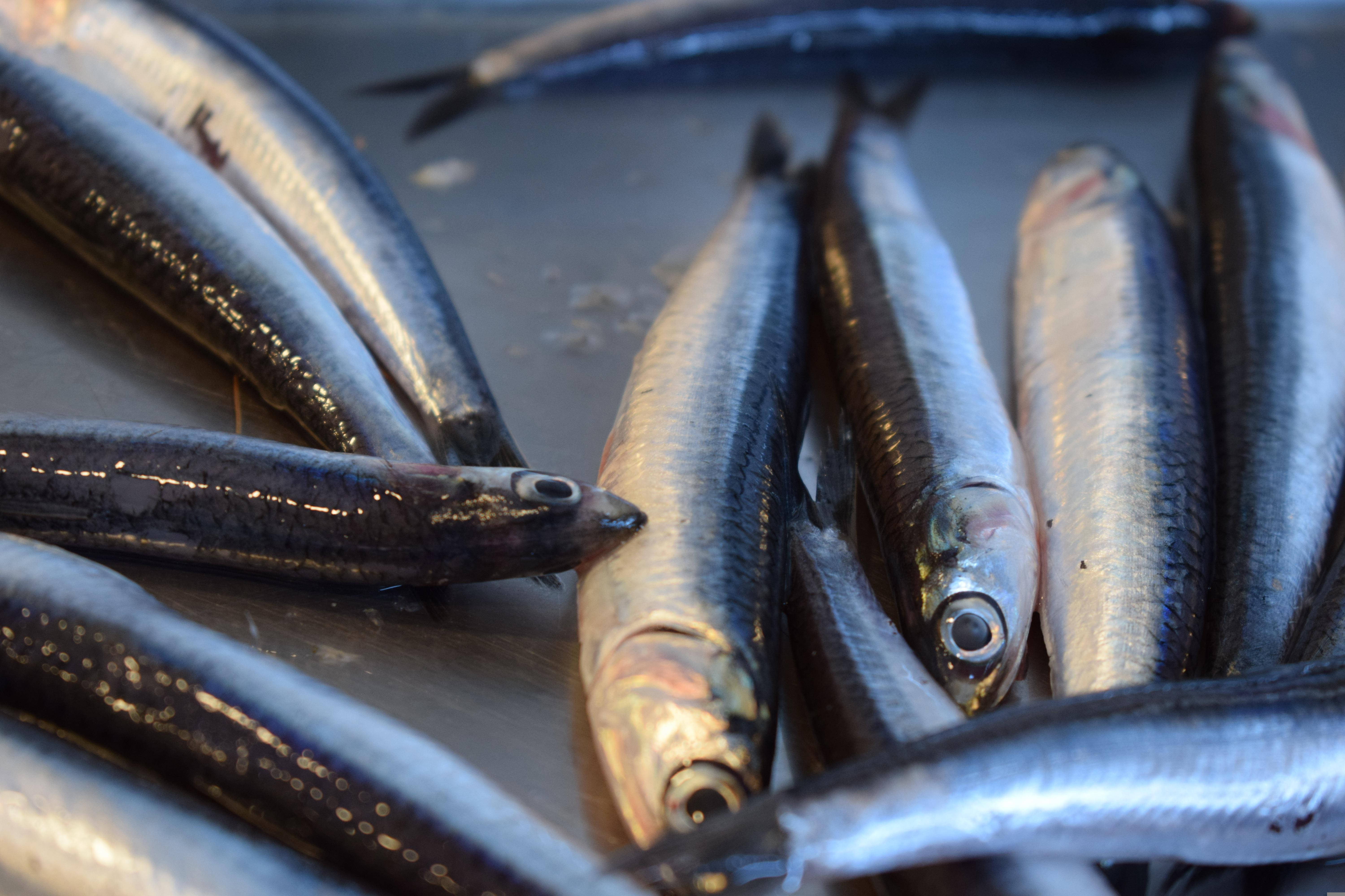 Anchovies, silvery, sardines, 5K Desktop Wallpaper