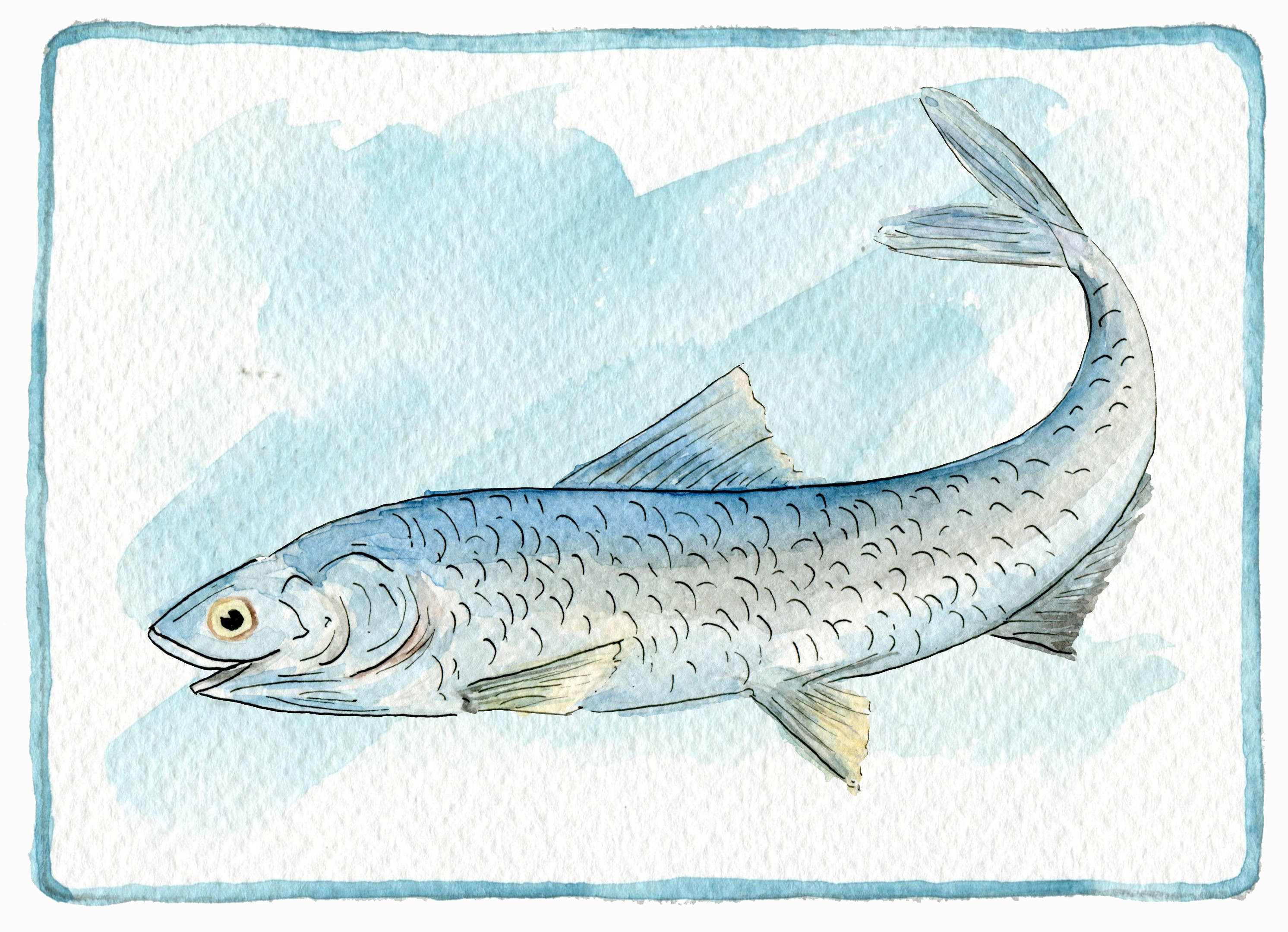 anchovies, watercolor illustration, silver fish, 2K Desktop Wallpaper