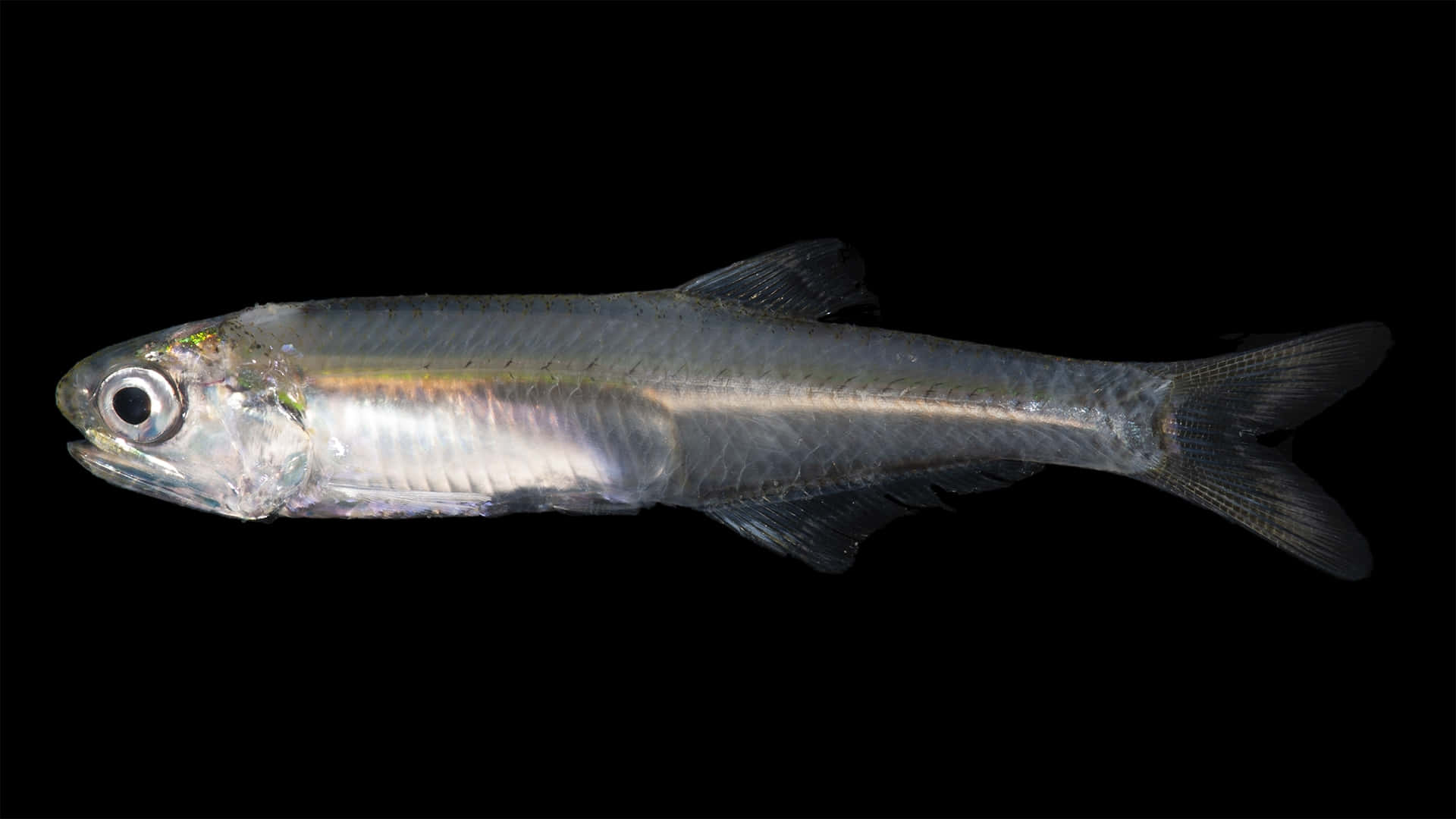 single anchovy, translucent silver fish, large dark eye, Full HD Desktop Wallpaper
