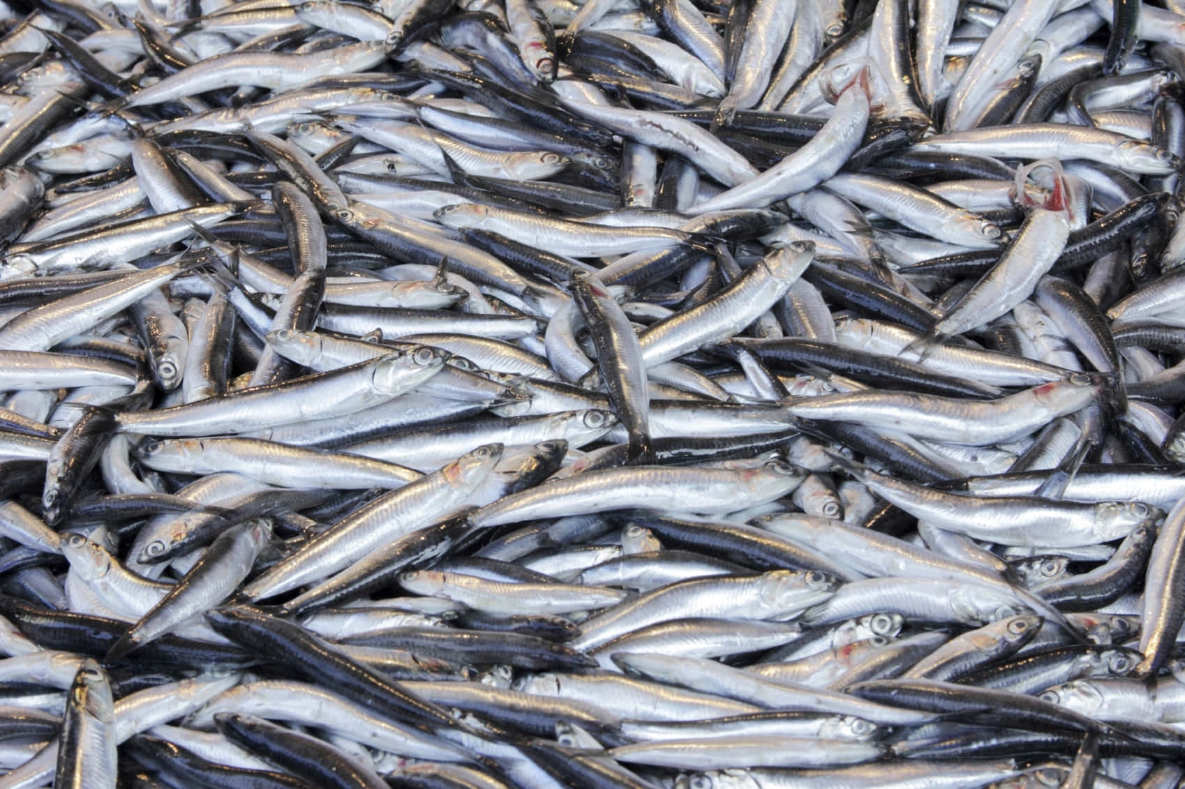 fresh anchovy haul, silver sardines, glistening, HD Desktop Wallpaper