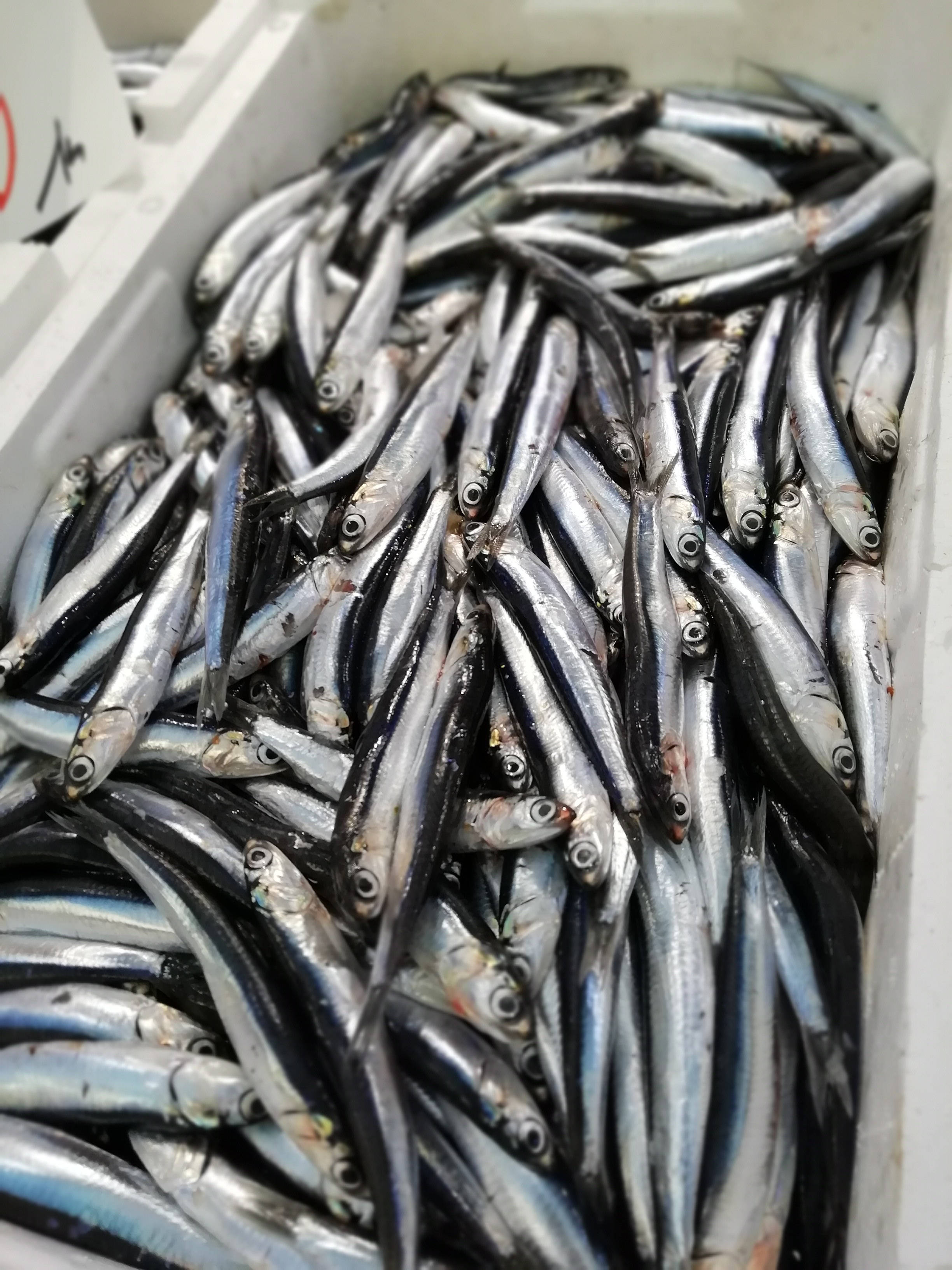 anchovies, silver fish, shiny scales, 2K Phone Wallpaper