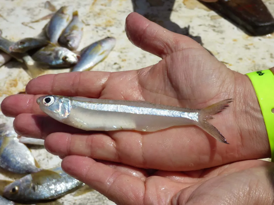 Anchovy