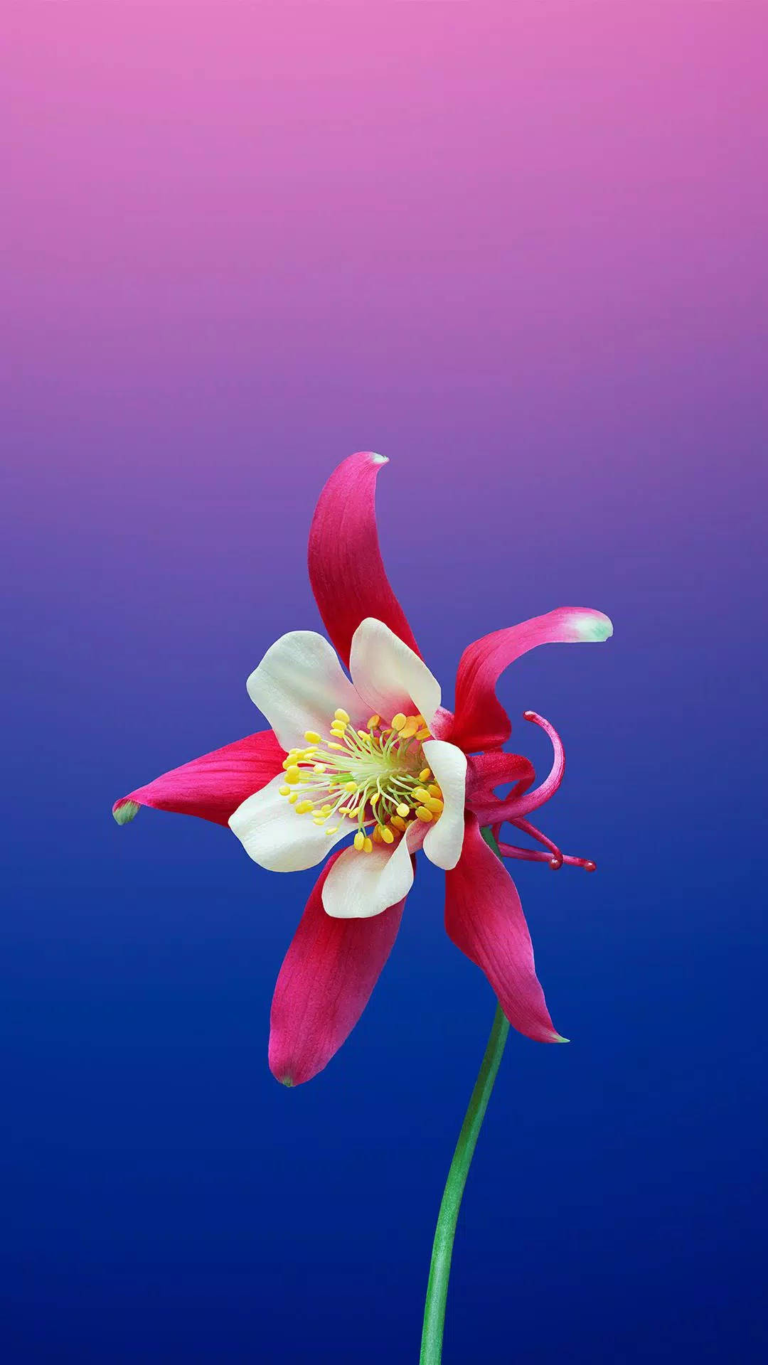Android 11, columbine flower, pink and white, Full HD Phone Wallpaper