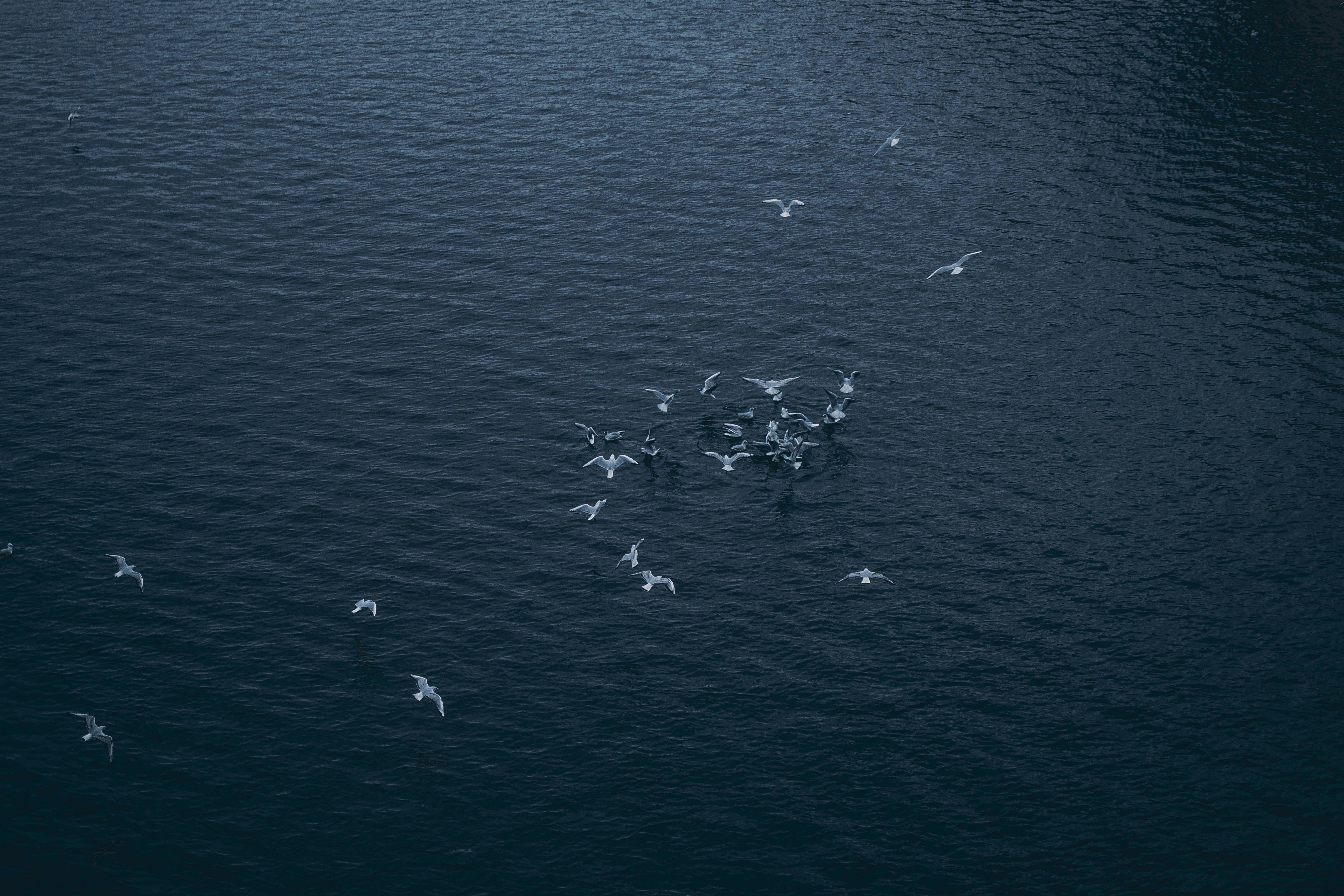 At Sea Android Tablet, seagulls, vast dark blue ocean, 4K Desktop Wallpaper