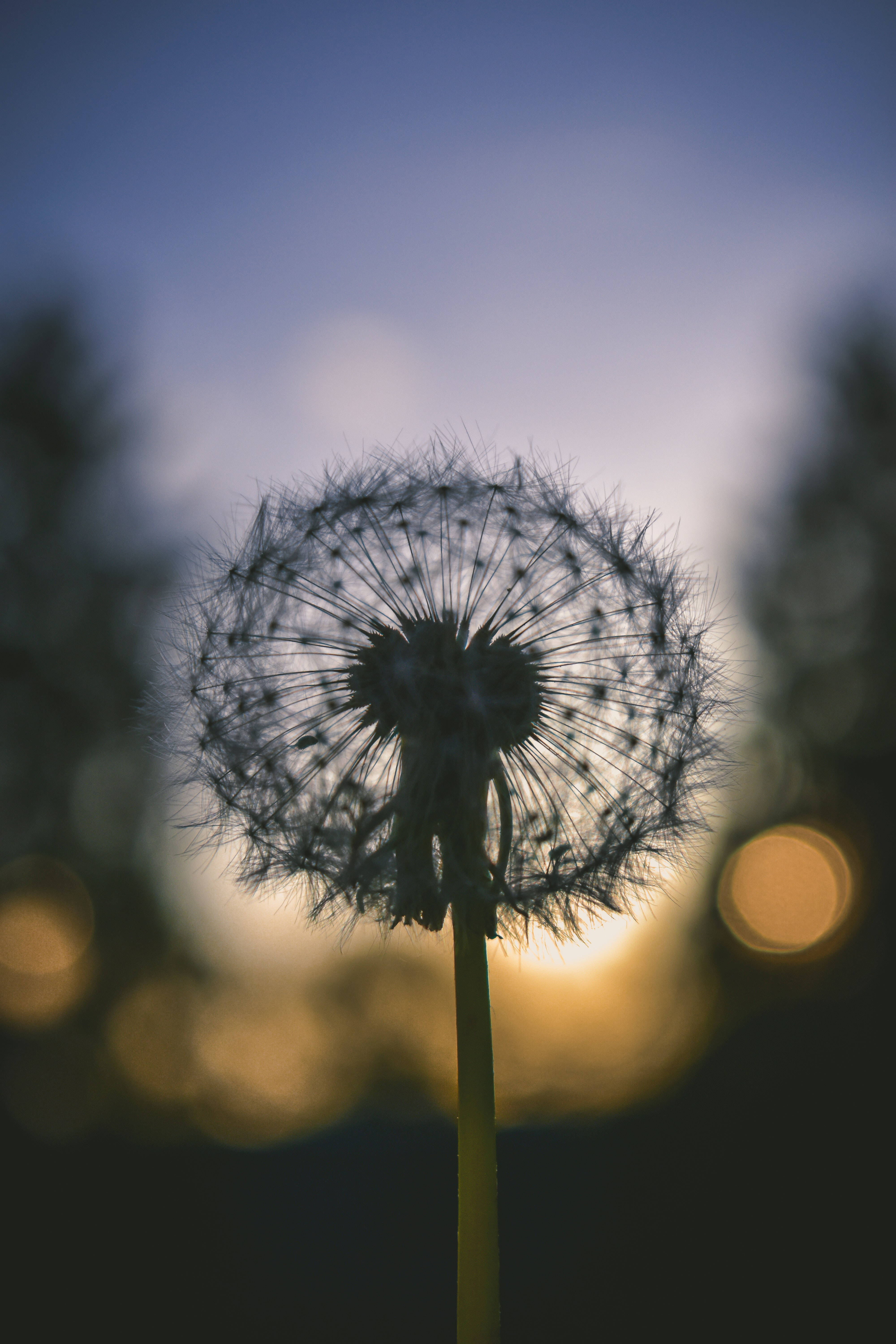 white dandelion, android phone, dandelion seed head, 5K Phone Wallpaper