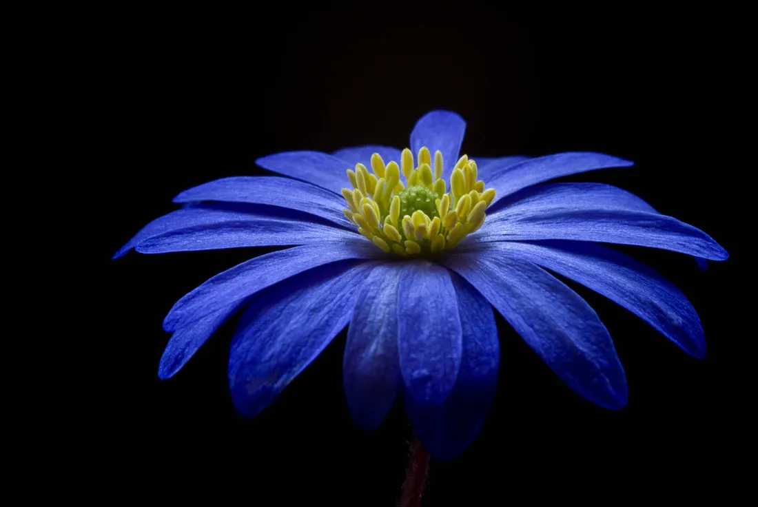Anemone flower Wallpapers