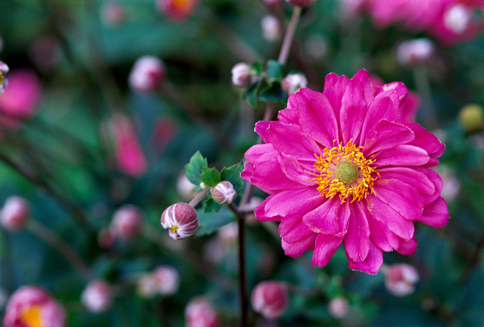 pink anemone flower, buds, golden center, HD Desktop Wallpaper