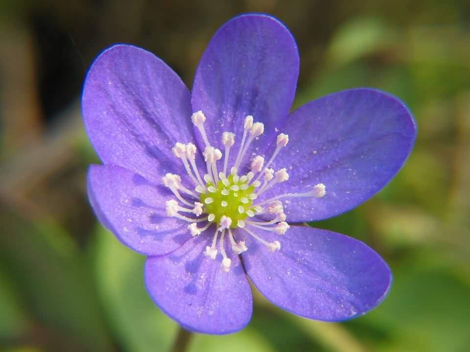 anemone flower, vibrant purple, delicate white stamens, SD Desktop Wallpaper