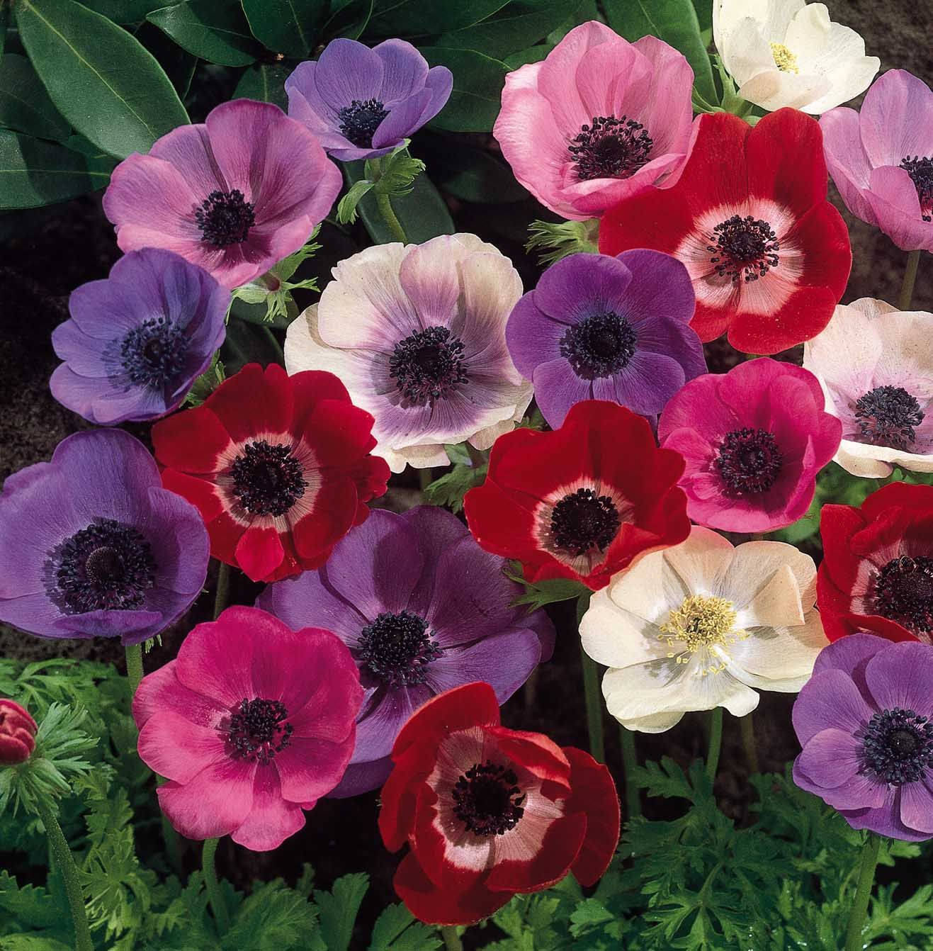 anemone flowers, red, pink, HD Phone Wallpaper