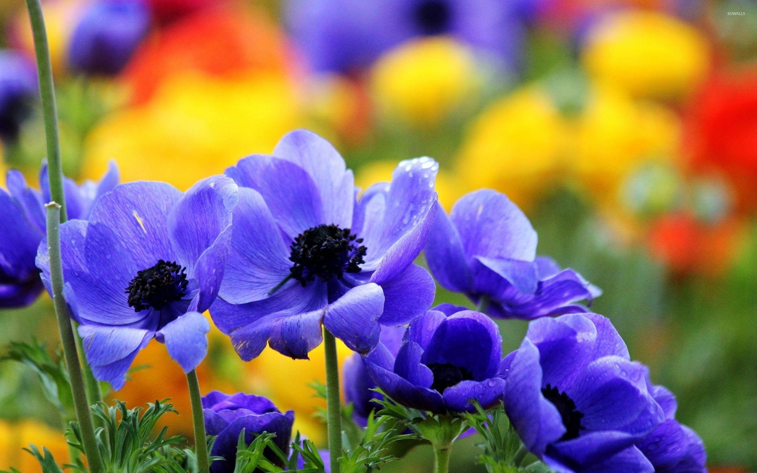 anemone flowers, vibrant purple, dark centers, 2K Desktop Wallpaper