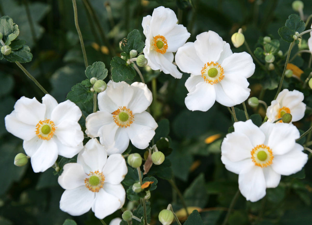 anemone flowers, white anemone flowers, yellow centers, SD Desktop Wallpaper