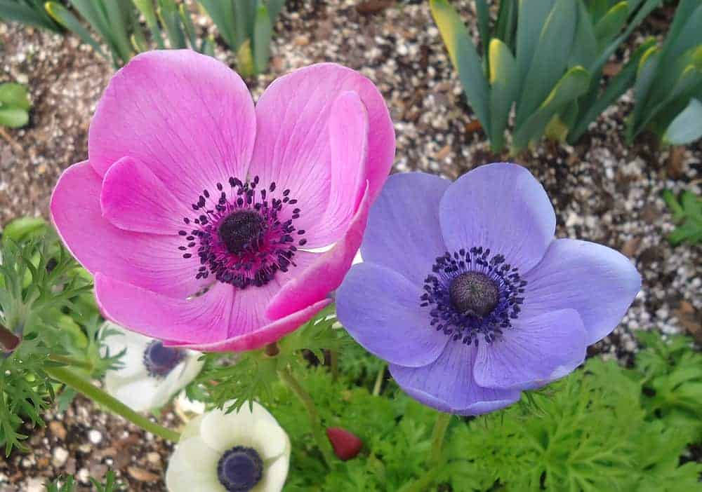anemone flowers, pink, purple, SD Desktop Wallpaper