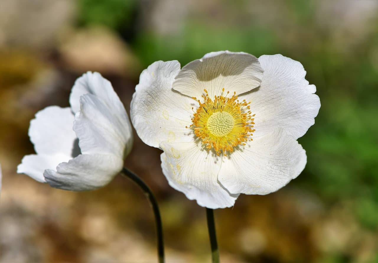 white anemone flowers, vibrant yellow center, soft natural light, HD Desktop Wallpaper
