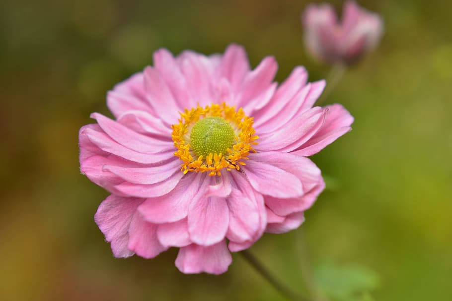 anemone flower hybrid, pink flower, layered petals, SD Desktop Wallpaper