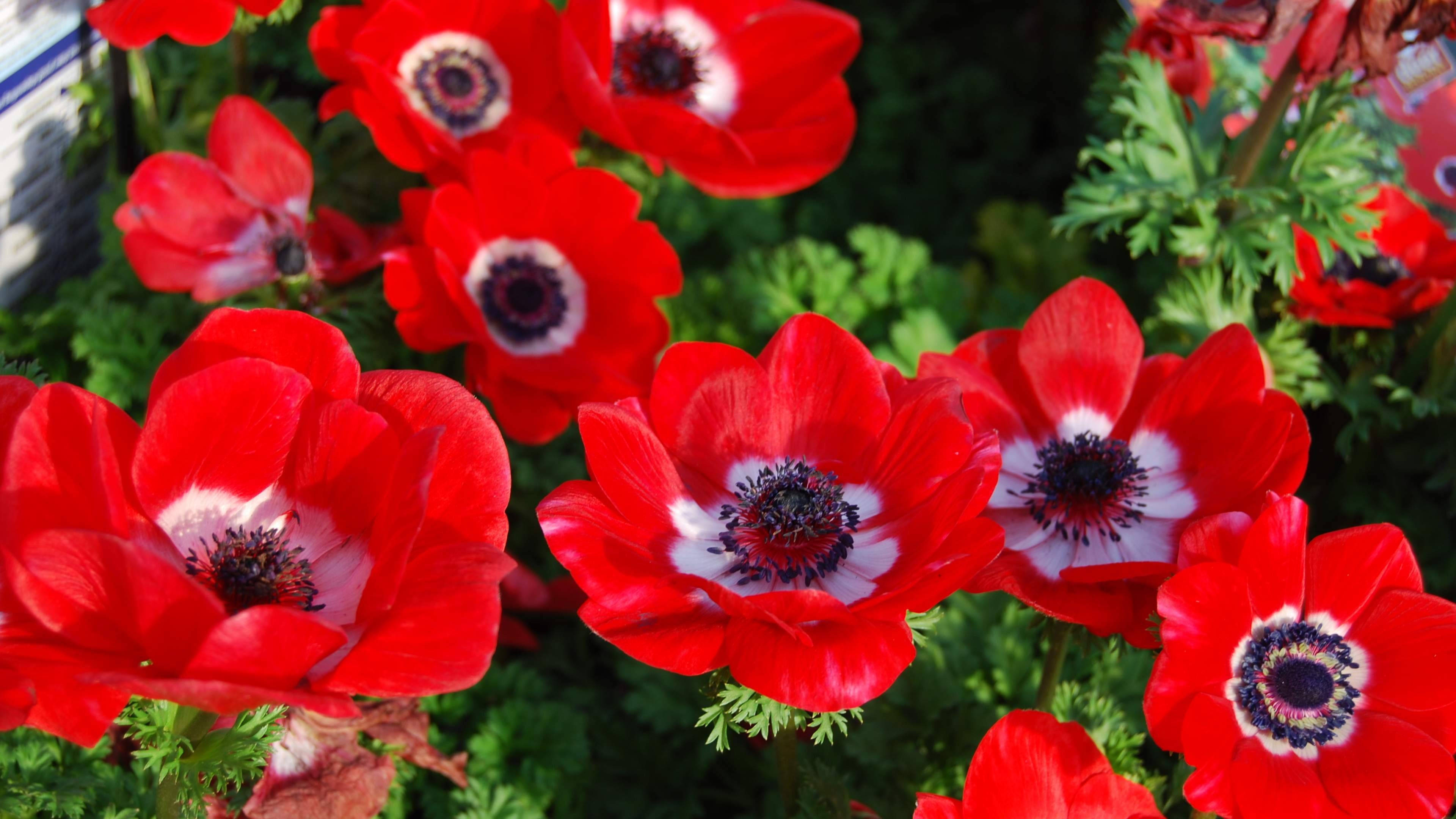 scarlet red anemone flowers, vibrant red anemones, white centers, 4K Desktop Wallpaper