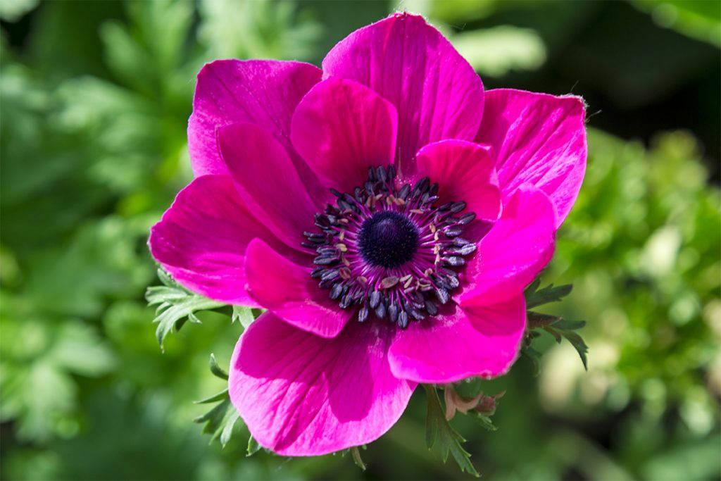 fuchsia anemone flower, magenta anemone flower, dark center, SD Desktop Wallpaper