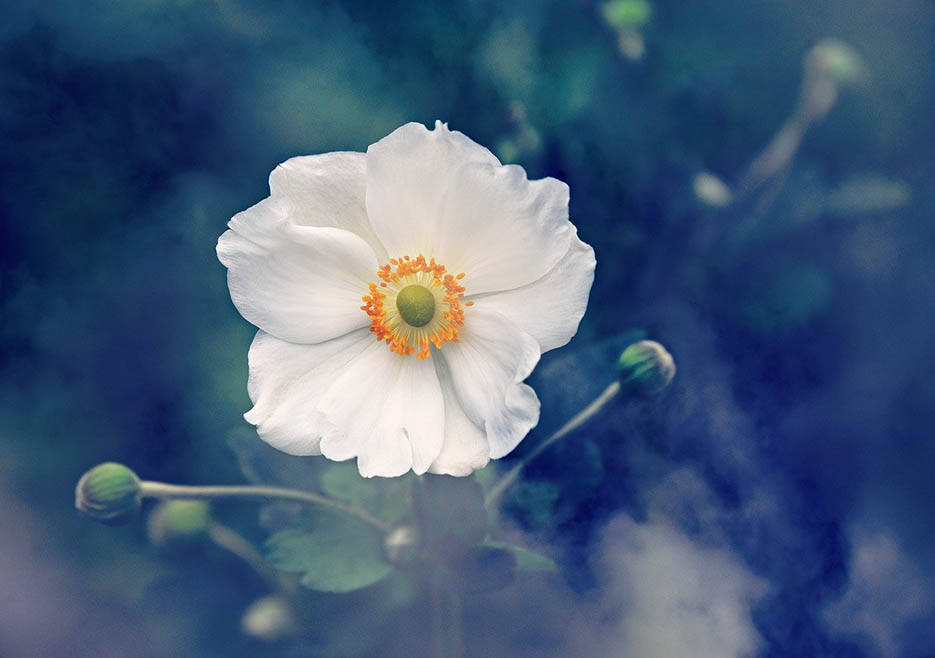 rustic scene, anemone flower, white flower, SD Desktop Wallpaper