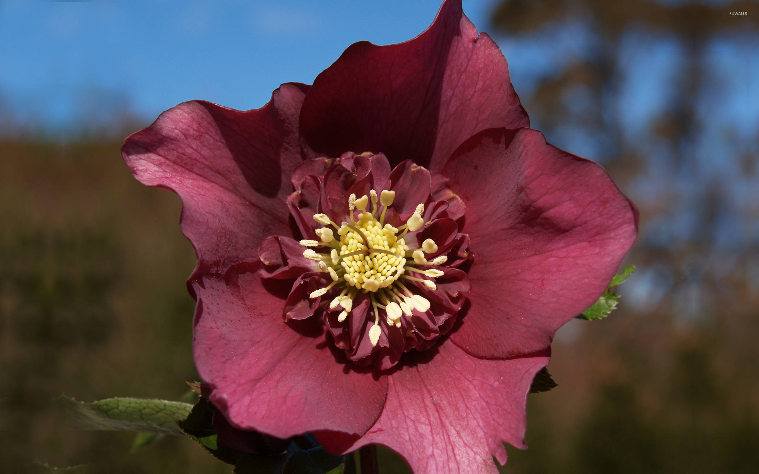 maroon anemone flower, deep maroon hellebore flower, yellow center, 2K Desktop Wallpaper