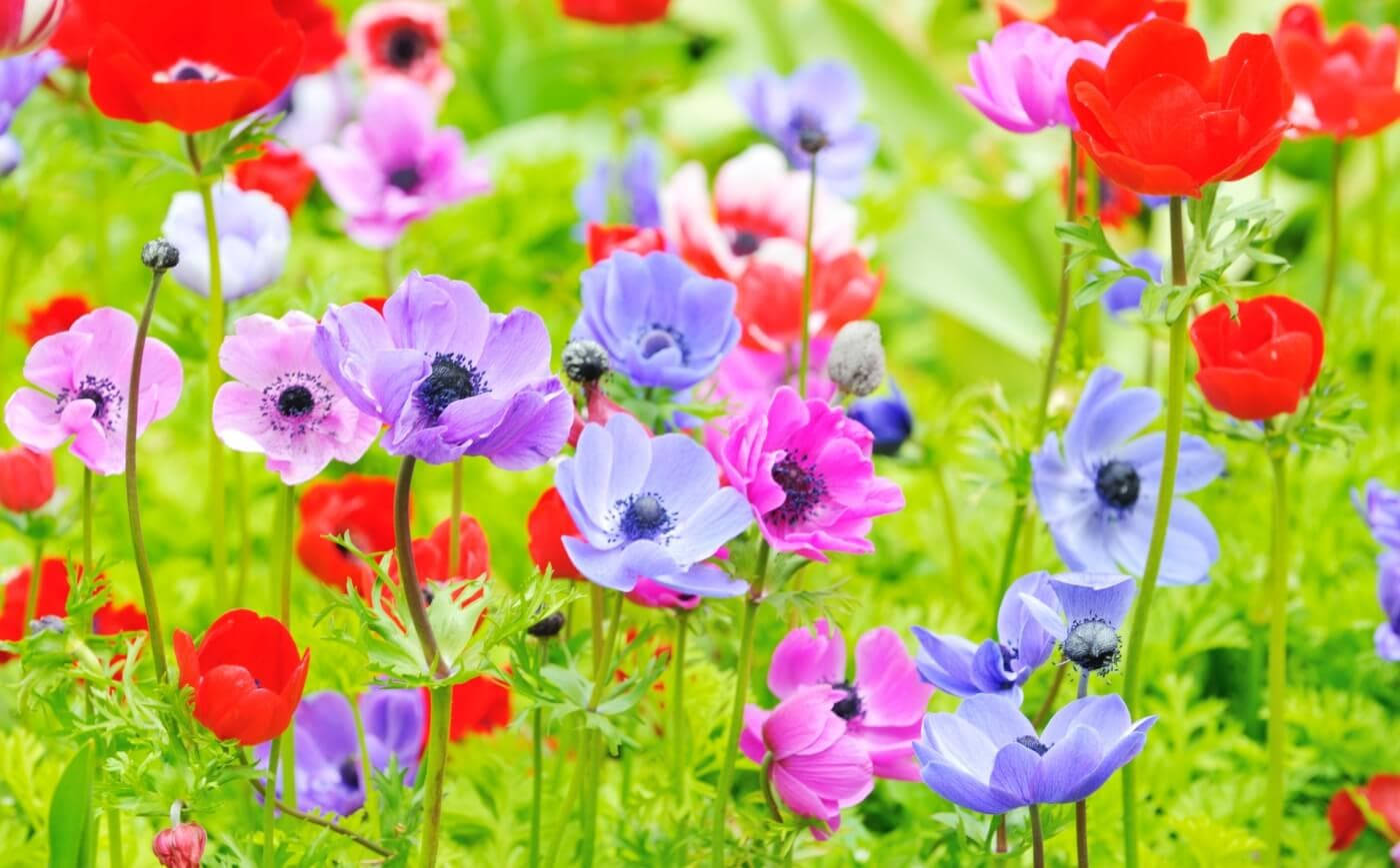 anemone flowers, vibrant red pink and purple, lush green grass, HD Desktop Wallpaper