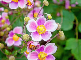 anemone flower, pink anemone flowers, yellow centers, SD Desktop Wallpaper