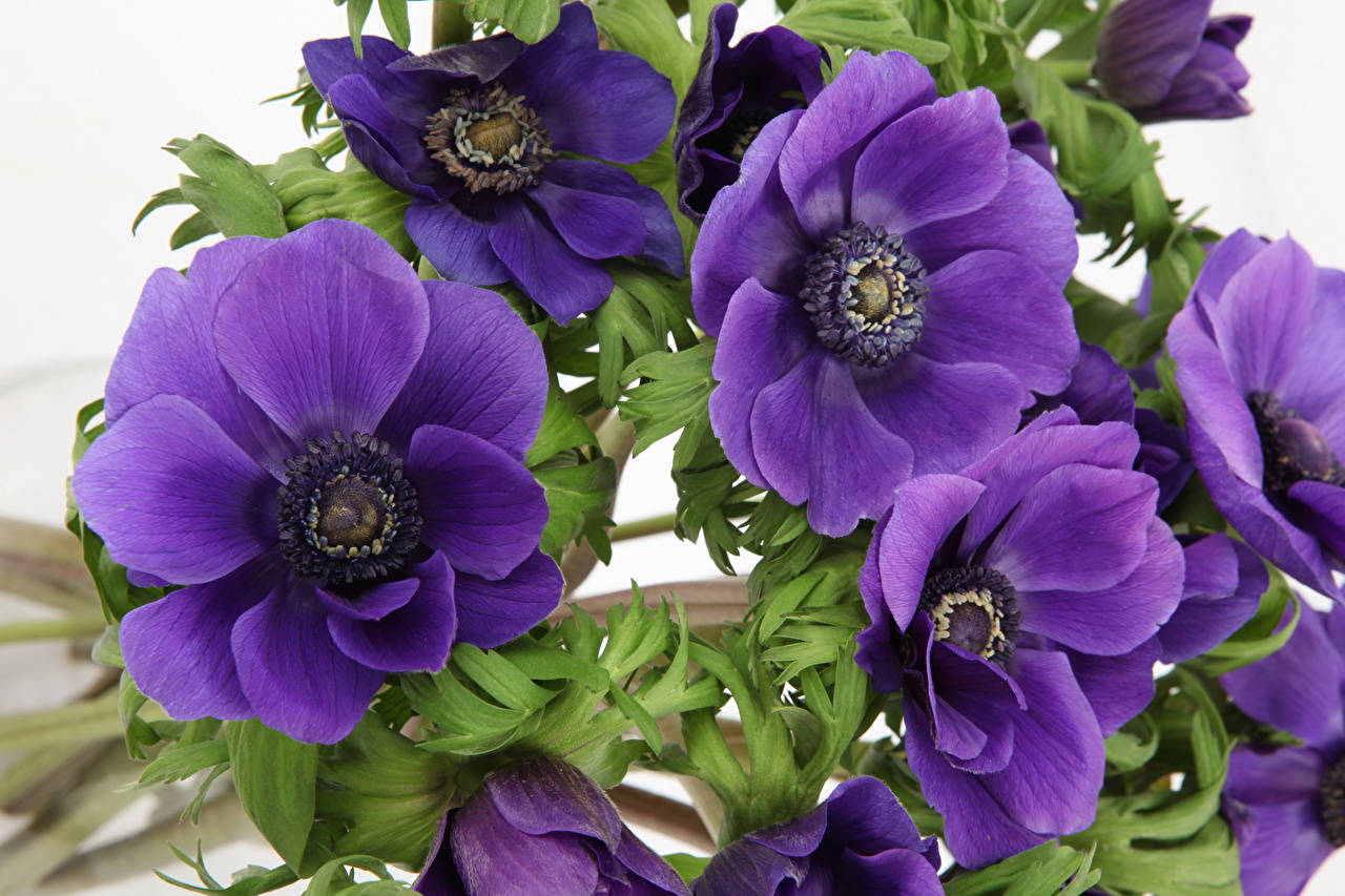 lilac anemone flowers, vibrant purple anemones, dark centers, HD Desktop Wallpaper