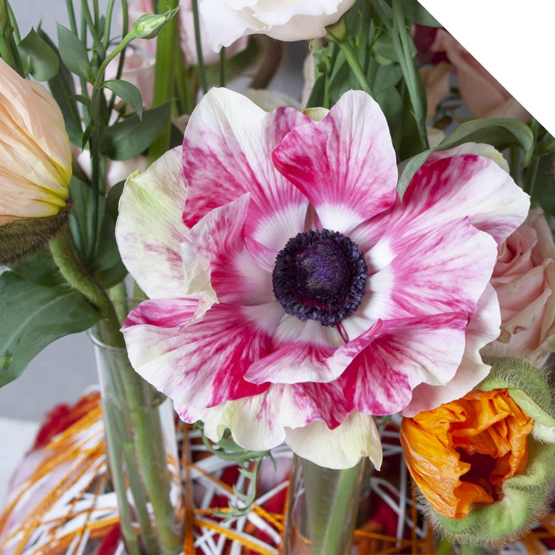anemone flower, pink and white, dark purple center, SD Desktop Wallpaper