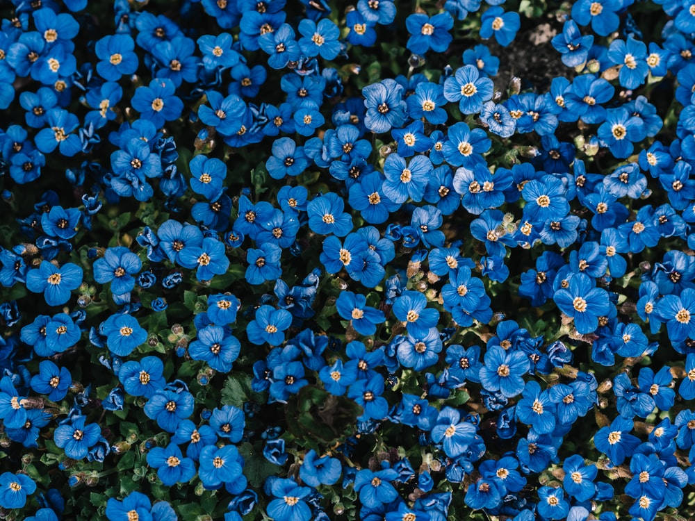 blue anemone flowers, vivid blue, yellow centers, SD Desktop Wallpaper