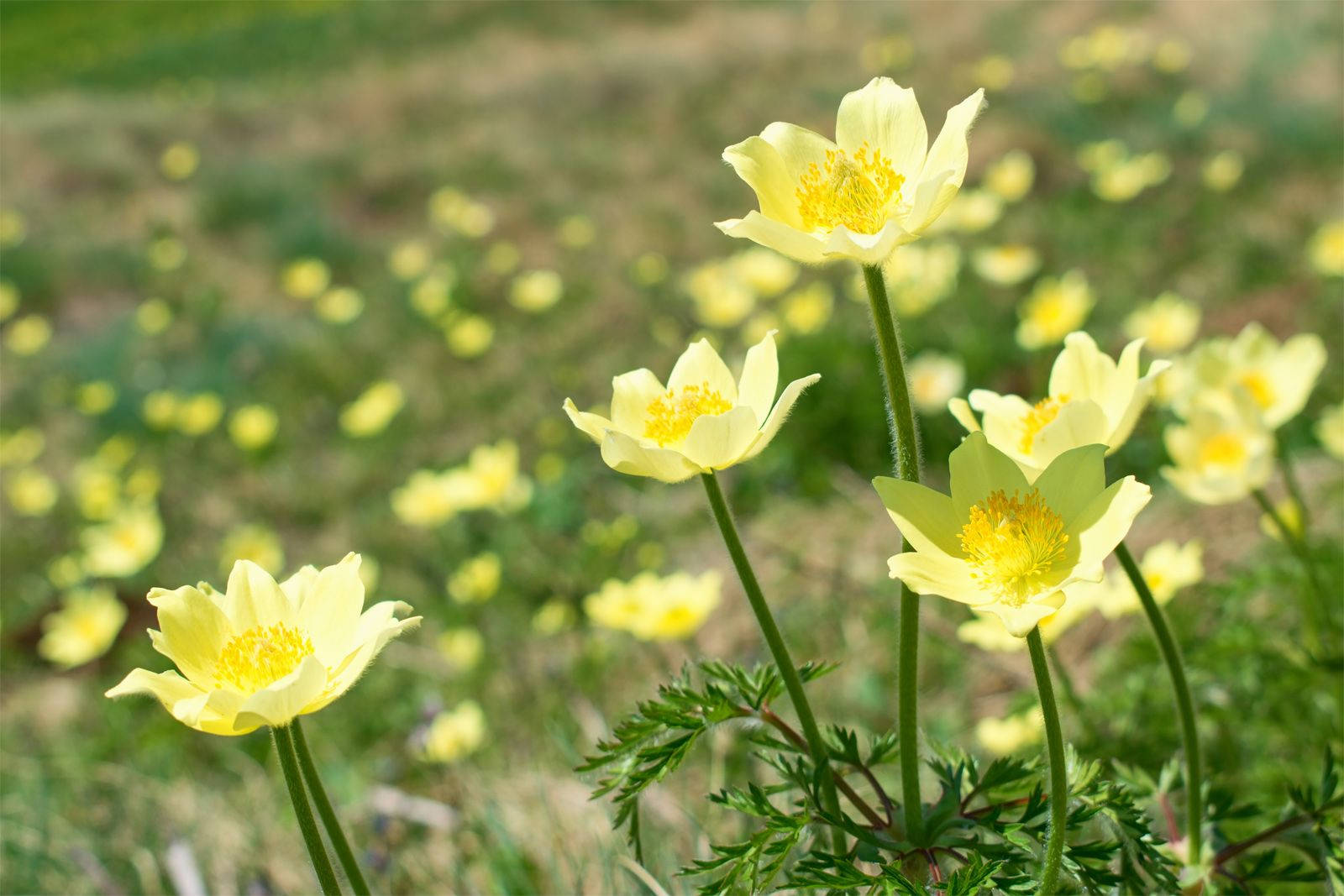 bright yellow anemone flower, pale yellow flowers, bright yellow centers, HD Desktop Wallpaper