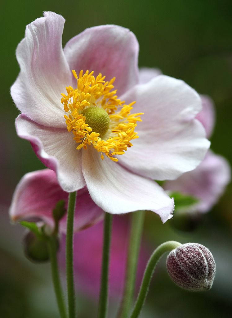 standing anemone flower, delicate pink anemone flower, vibrant yellow center, SD Phone Wallpaper