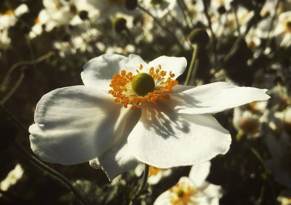 white anemone flower, orange stamens, warm sunlight, SD Desktop Wallpaper