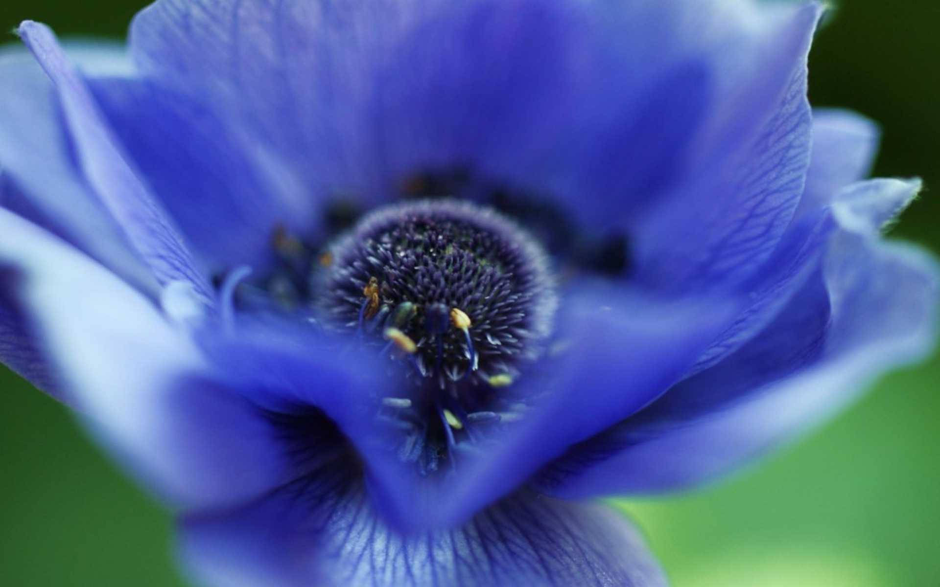 blue anemone flower, vivid blue, delicate petals, Full HD Desktop Wallpaper