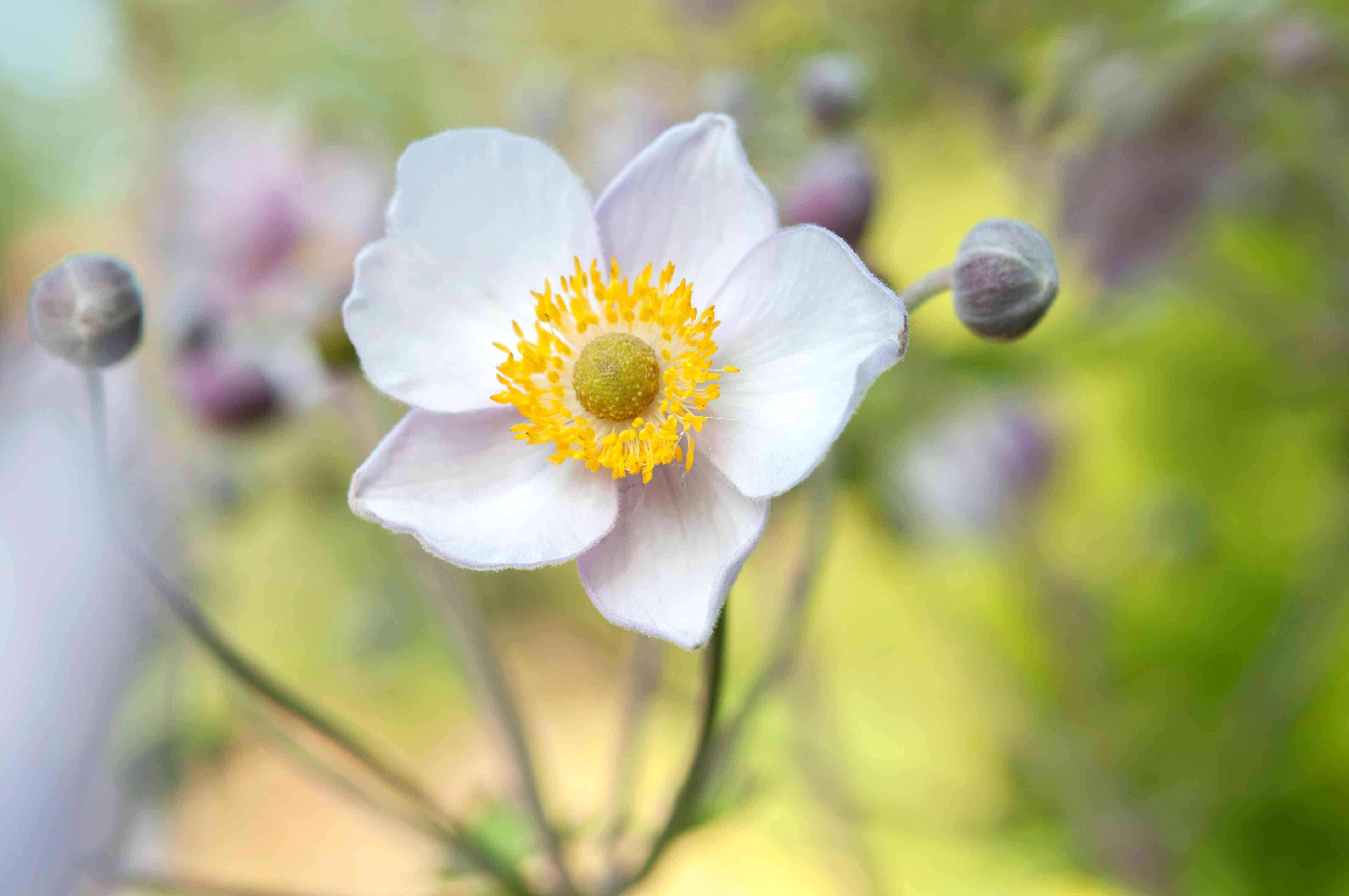 white anemone flower, vibrant yellow center, blurred green and purple garden background, 4K Desktop Wallpaper