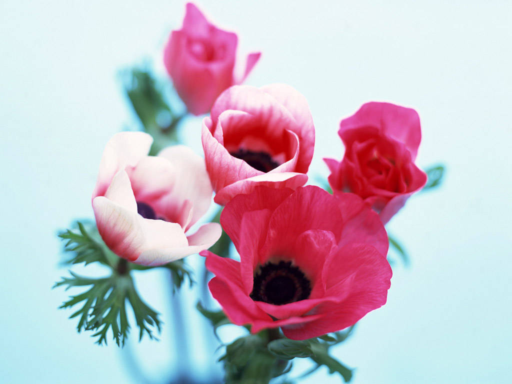 blushing anemone flowers, vibrant pink, white anemones, SD Desktop Wallpaper