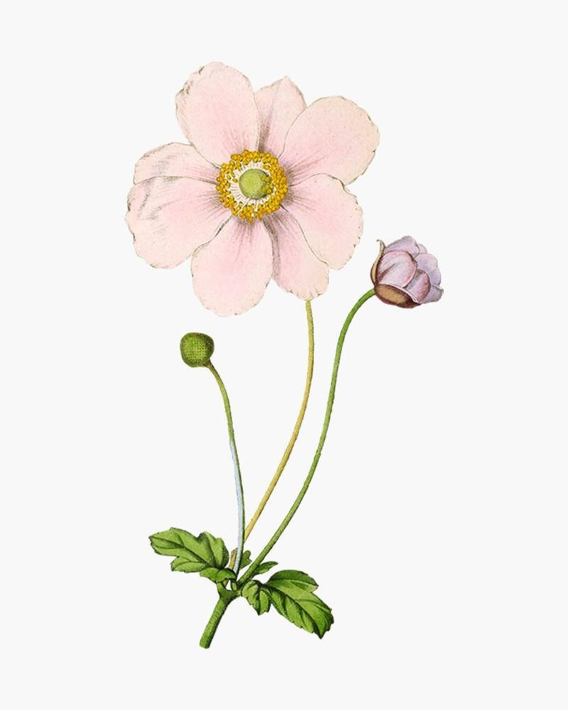 anemone flower, pink, yellow center, SD Phone Wallpaper