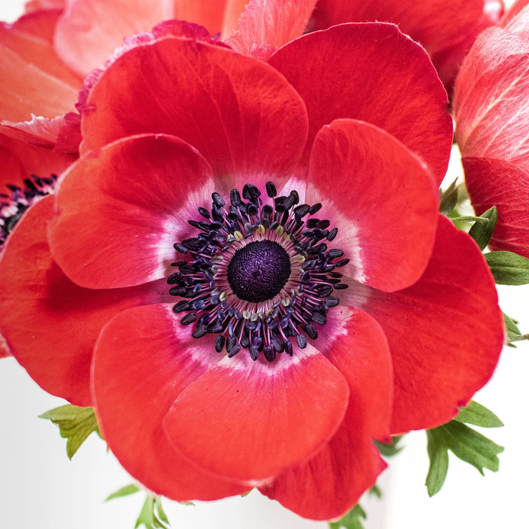 red anemone flower, deep purple center, delicate white ring, Full HD Desktop Wallpaper