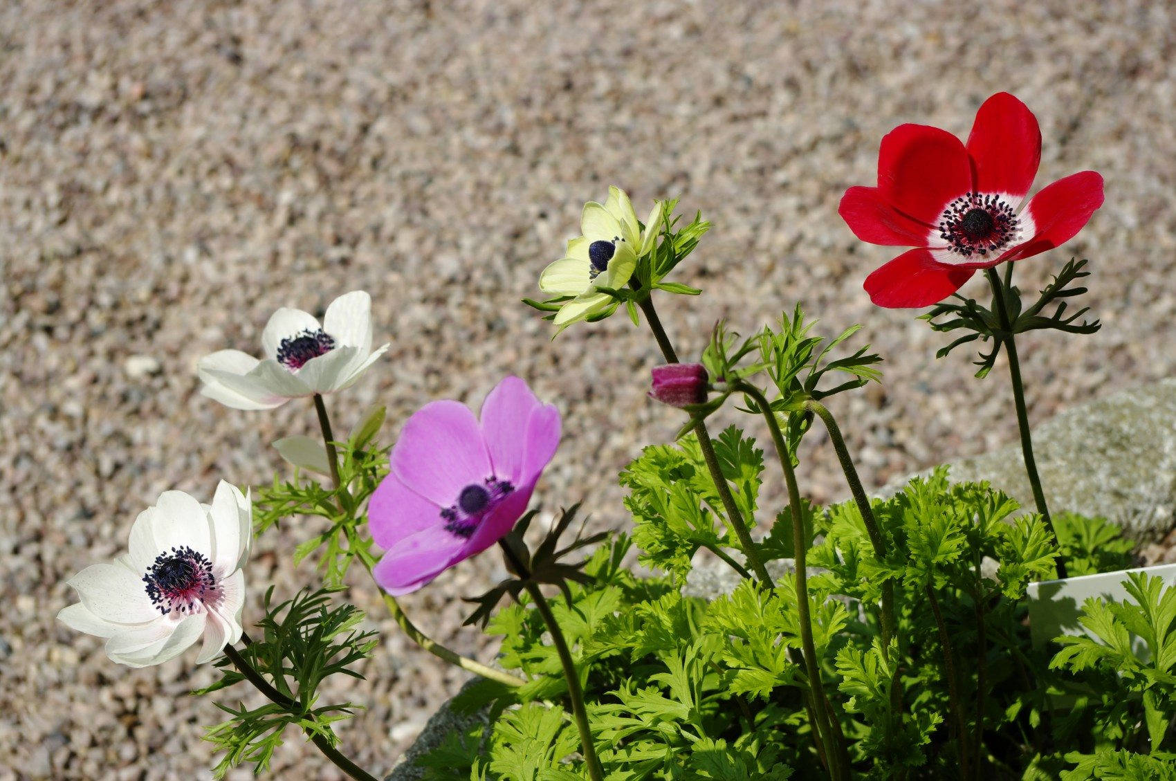 anemone flower, red purple, white, HD Desktop Wallpaper
