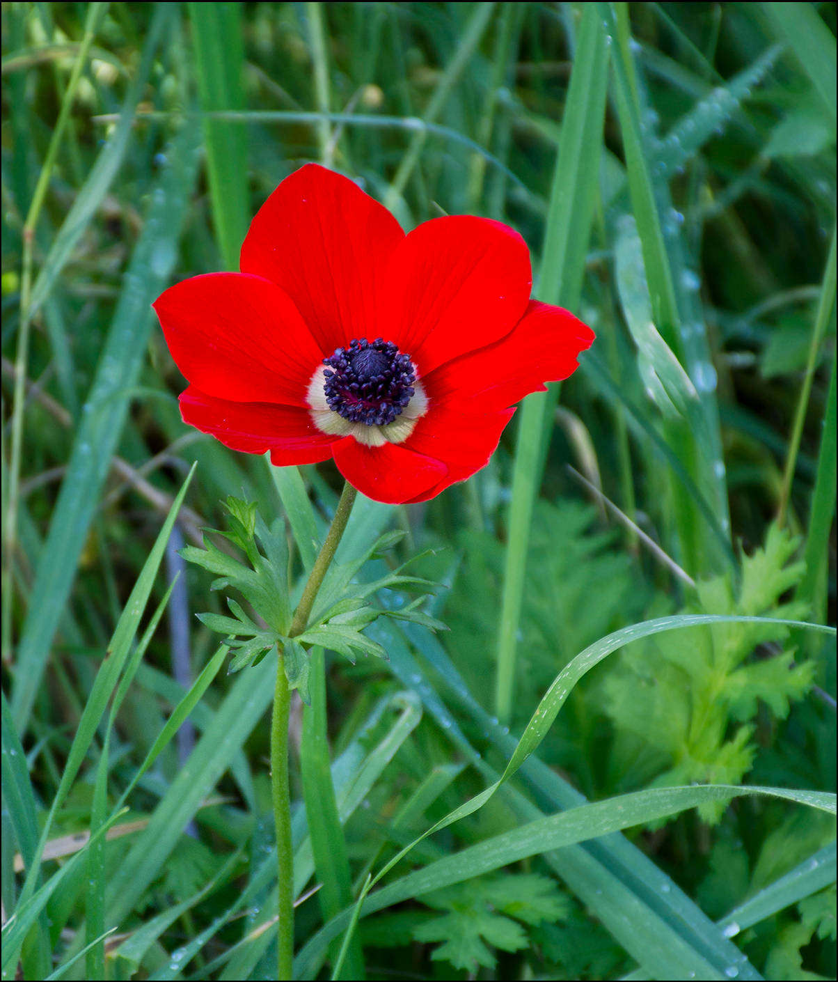 wild red anemone flower, vivid red, dark center, HD Phone Wallpaper