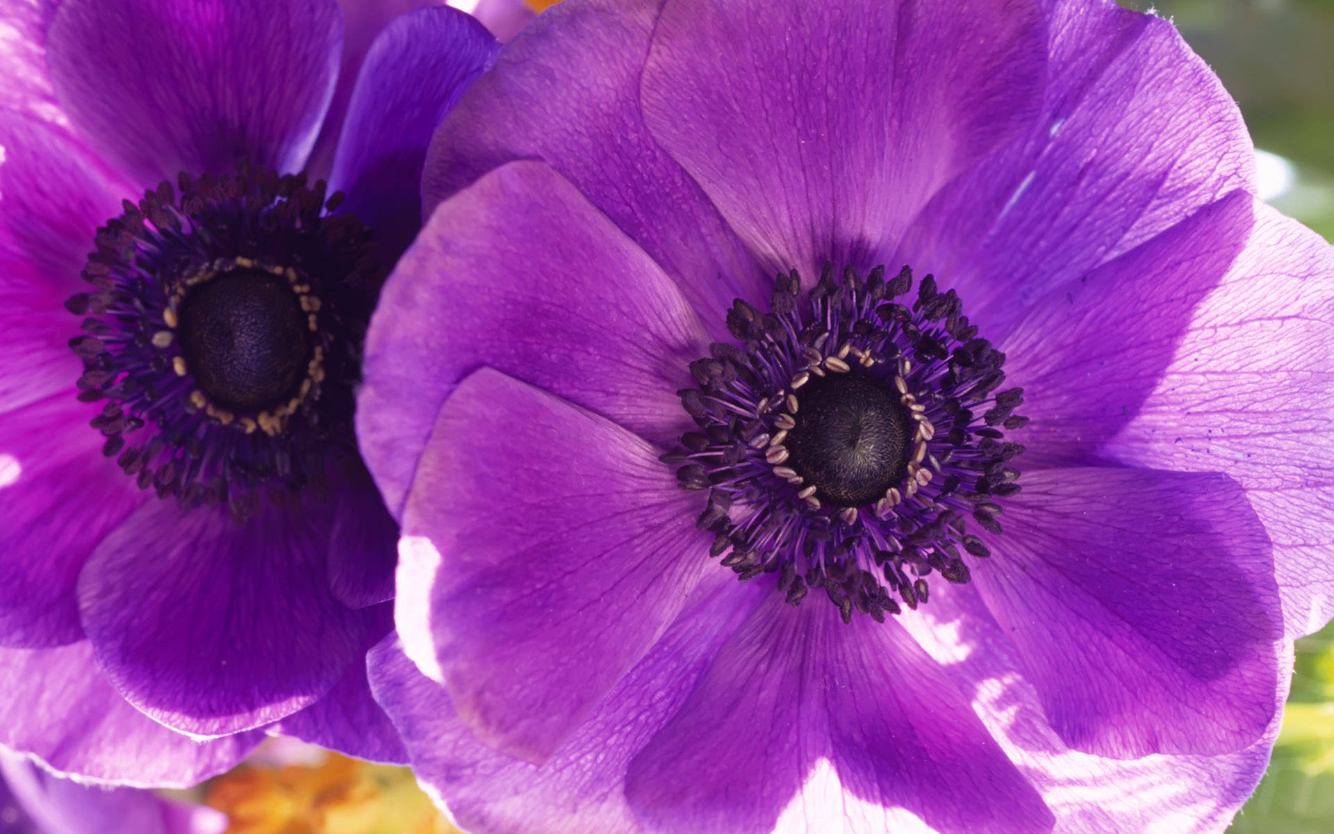 twin purple anemone flowers, vivid purple anemones, dark centers, Full HD Desktop Wallpaper
