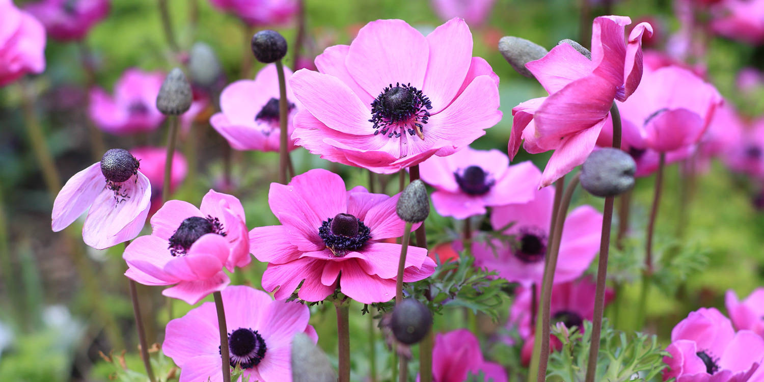 pink anemone flowers, dark centers, lush green garden bed, HD Desktop Wallpaper