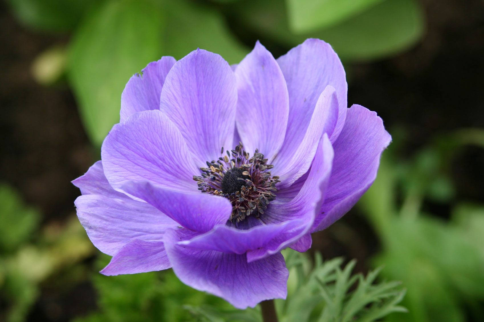 purple anemone flower, vibrant purple, delicate petals, HD Desktop Wallpaper