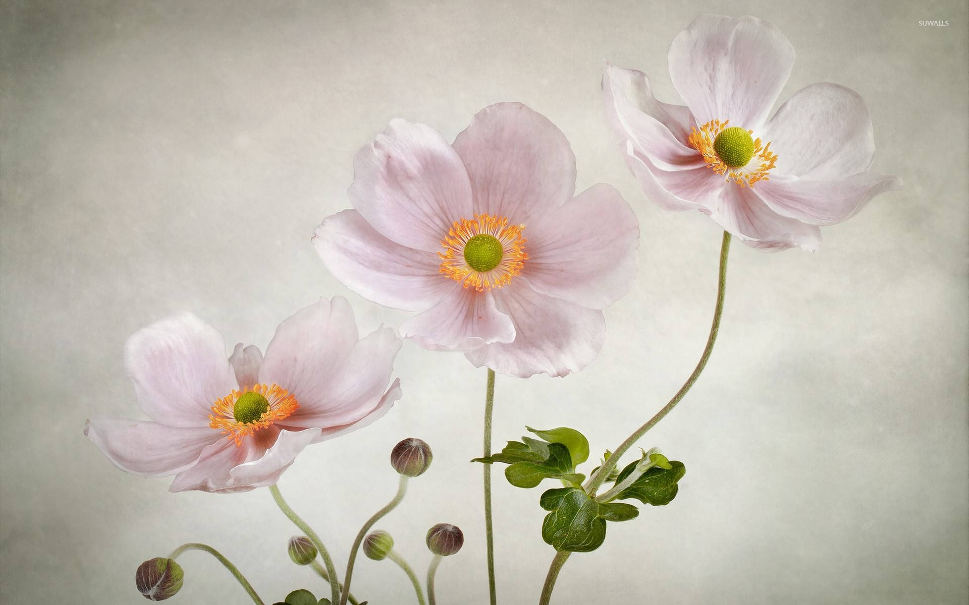 anemone flower, pink flowers, yellow centers, Full HD Desktop Wallpaper